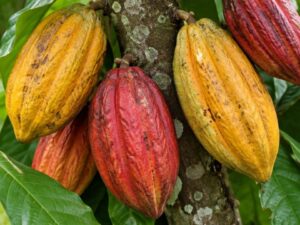 Close-up of ripe red and yellow cacao pods growing on a cacao tree trunk in the Dominican Republic