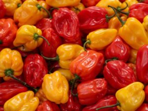 Close-up of bright red and yellow Madame Jeanette peppers in Suriname