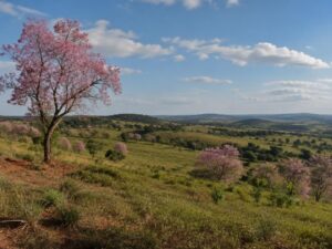 Rolling green pastures with red earth and pink flowering lapacho trees in Paraguay