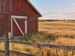 Weathered red wooden barn beside a golden wheat field and split-rail fence in the United States
