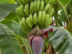 Close-up of a bunch of green bananas on the plant with a purple banana flower among large leaves in Saint Lucia