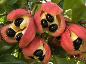 Close-up of ripe red ackee fruits split open on the tree, showing black seeds and cream-colored flesh in Jamaica