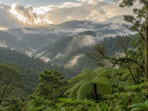Misty cloud forest with tree ferns and moss-covered trees on steep green mountain slopes in Costa Rica