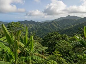 Lush rainforest-covered mountain ridges with banana plants in the foreground in Grenada