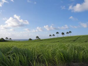Rolling green sugarcane fields with a row of royal palms under a bright sky in Barbados