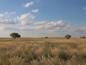 Flat Pampas grasslands with tall golden grass, a few lone trees and a wide sky with white clouds in Argentina