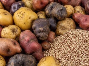 Close-up of native Andean potatoes in purple, yellow, red and brown beside a heap of quinoa grains in Bolivia