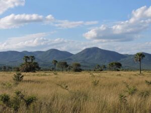 Golden Rupununi savannah grassland with scattered palms and forested mountains in Guyana
