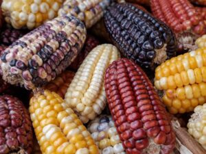 Close-up of colorful Andean corn cobs with purple, white, yellow and red kernels in Peru