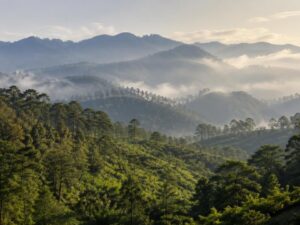 Misty pine-forested mountain ridges rising above a green valley in soft morning light in Honduras