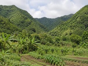 Green valley with small farm plots and banana plants enclosed by rainforest-covered ridges in Saint Vincent and the Grenadines