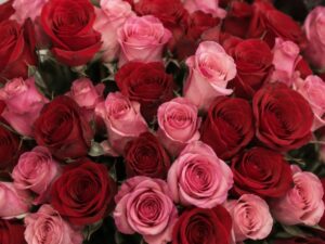 Close-up of freshly cut red and pink roses packed tightly together in Ecuador