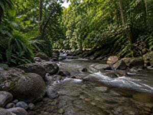 Clear rocky rainforest river with smooth boulders, ferns and overhanging trees in Dominica